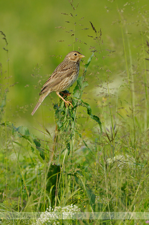 Corn Bunting; Grauwe Gors; Miliaria calandra