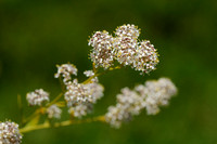 Peperkers; Dittander; Lepidium latifolium;