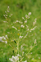 Peperkers; Dittander; Lepidium latifolium;