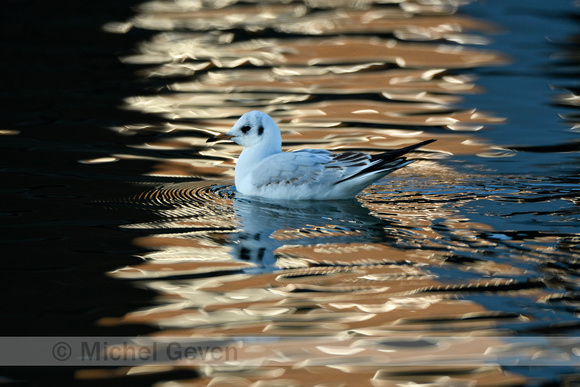 Kokmeeuw; Blackheaded Gull; Larus ridibundus