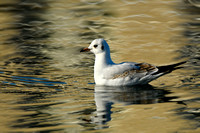 Kokmeeuw; Blackheaded Gull; Larus ridibundus