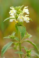 Bleekgele Hennepnetel; Downy Hemp Nettle; Hempnettle; Galeopsis