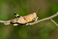 Blauwvleugelsprinkhaan; Blue Winged Grasshopper; Oedipoda caerul