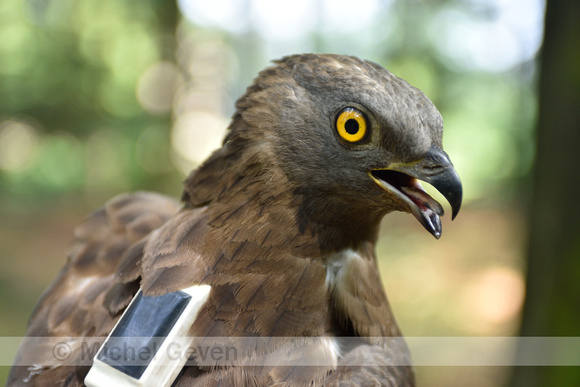 Wespendief; Honey Buzzard; Pernis apivorus