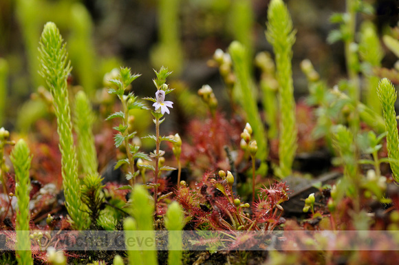 Stijve Ogentroost; Rigid Eyebright; Euphrasia stricta