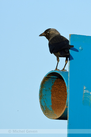 Kauw, Jackdaw; Coloeus monedula