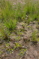 Moeraswolfsklauw; Marsh clubmoss; Lycopodiella inundata