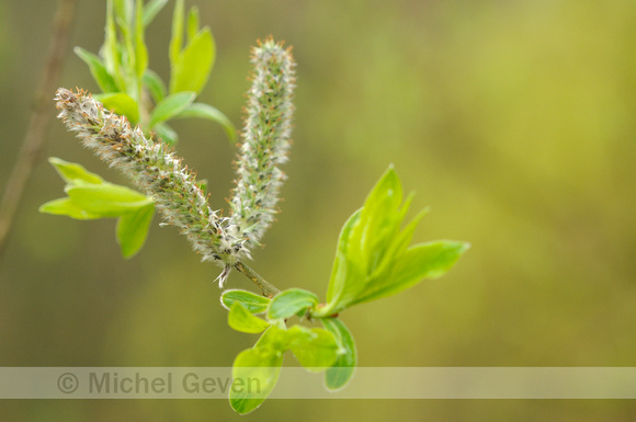 Grauwe Wilg; Salix cinerea; Grey Willow;