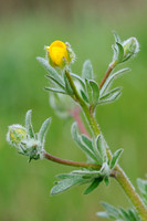 Behaarde Boterbloem - Hairy Buttercup - Ranunculus sardous