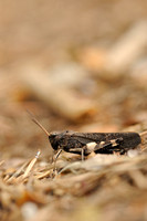 Klappersprinkhaan - Rattle Grasshopper - Psophus stridulus