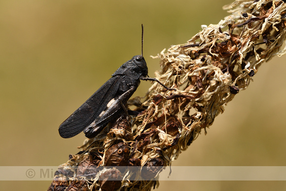 Klappersprinkhaan; Rattle Grasshopper; Psophus stridulus