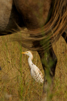 Bubulcus ibis; Cattle Egret; Koereiger