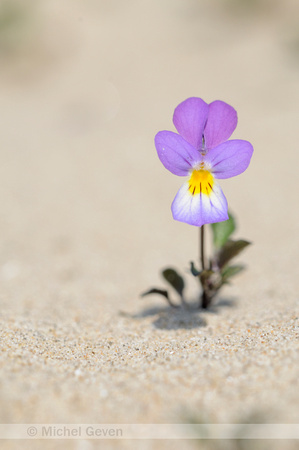 Duinviooltje; Dune pansy; Viola curtisii