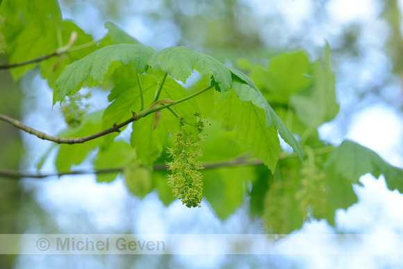 Gewone esdoorn; Sycamore; Acer psuedoplatanus