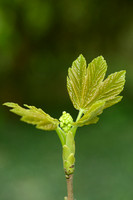 Gewone esdoorn; Sycamore; Acer psuedoplatanus