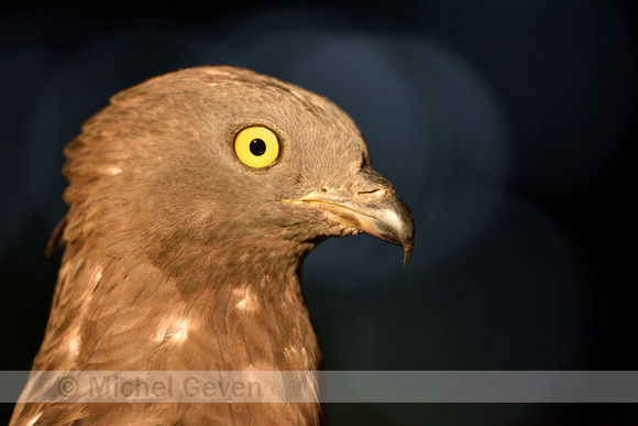 Wespendief; Honey Buzzard; Pernis apivorus