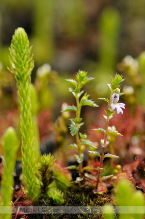 Stijve Ogentroost; Rigid Eyebright; Euphrasia stricta