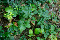 Rijke humusbraam; Rubus campaniensis