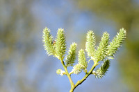 Grauwe wilg; Grey Willow; Salix cinerea