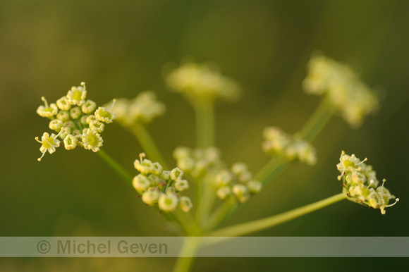 Weidekervel; Pepper Saxifrage; Silaum silaus;