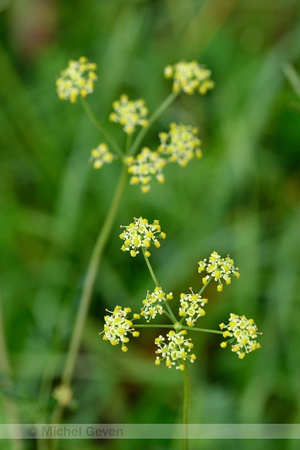 Weidekervel; Pepper Saxifrage; Silaum silaus
