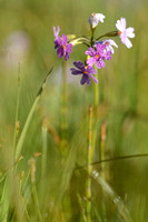 Melige Sleutelbloem; BirdÕs-Eye Primrose; Primula farinosa