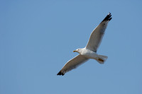 Geelpootmeeuw - Yellow Legged Gull - Larus michahellis