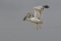 Geelpootmeeuw; Yellow-legged Gull; Larus cachinnans
