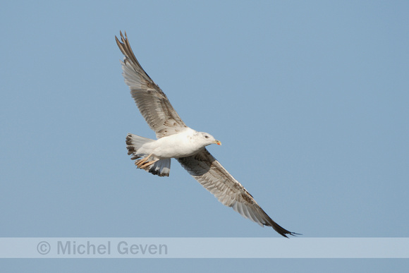 Geelpootmeeuw; Yellow-legged Gull; Larus cachinnans