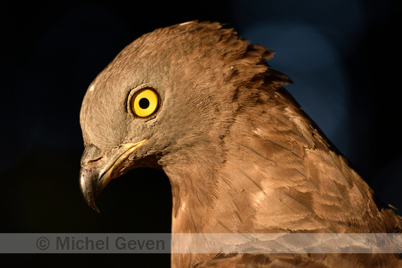 Wespendief; Honey Buzzard; Pernis apivorus