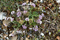 Bosboerenkers; Alpine Pennycress; Thlaspi caerulescens