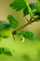 Kruisbes; Gooseberry; Ribes uva-crispa;
