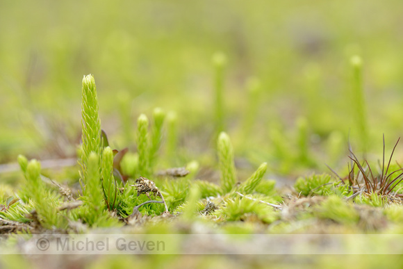 Moeraswolfsklauw; Marsh Clubmoss; Lycopodiella inundata