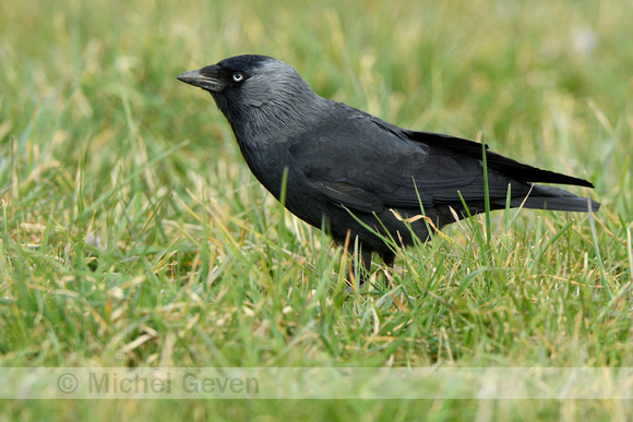 Kauw; Jackdaw; Coloeus monedula