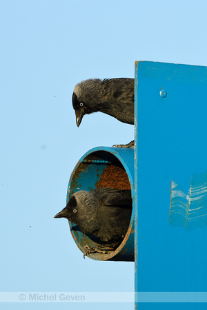 Kauw, Jackdaw; Coloeus monedula