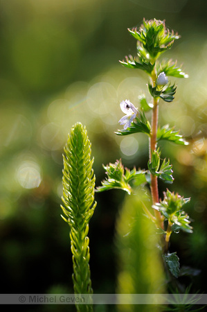 Moeraswolfsklauw;Marsh Clubmoss;Lycopodiella inundata