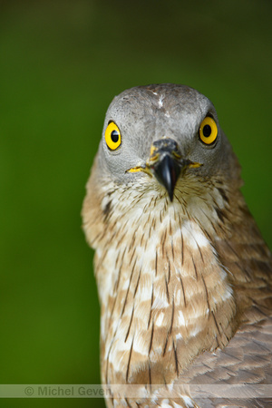 Wespendief; European Honey-buzzard; Pernis apivorus