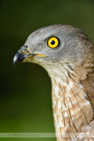 Wespendief; European Honey-buzzard; Pernis apivorus