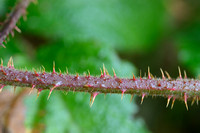 Rijke humusbraam; Rubus campaniensis