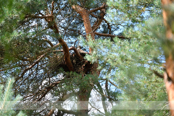 Wespendief; European Honey-buzzard; Pernis apivorus