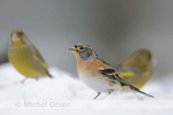 Keep; Brambling; Fringilla montifringilla;