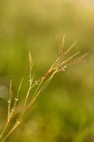 Thatching grass; Hyparrhenia hirta
