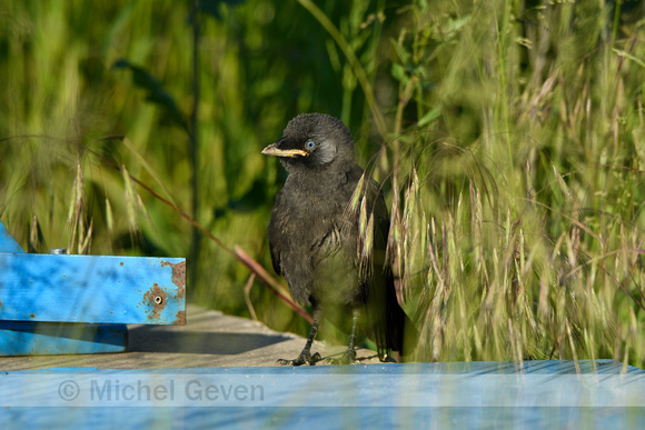 Kauw, Jackdaw; Coloeus monedula