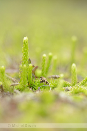 Moeraswolfsklauw; Marsh Clubmoss; Lycopodiella inundata