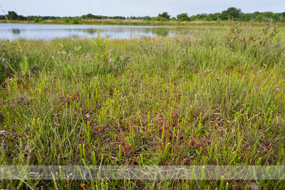 Moeraswolfsklauw; Marsh CLubmoss; Lycopodiella inundata;