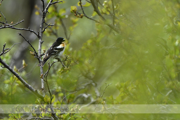 Keep; Brambling; Fringilla montifringilla