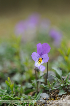 Duinviooltje; Dune pansy; Viola curtisii