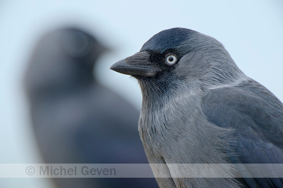 Kauw; Jackdaw; Corvus monedula