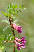 Hongaarse Wikke - Hungarian Vetch - Vicia pannonica