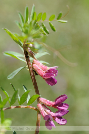 Hungarian Vetch; Hongaarse Wikke; Vicia pannonica;